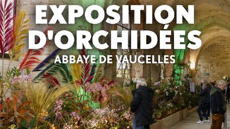 exposition orchidées abbaye vaucelles